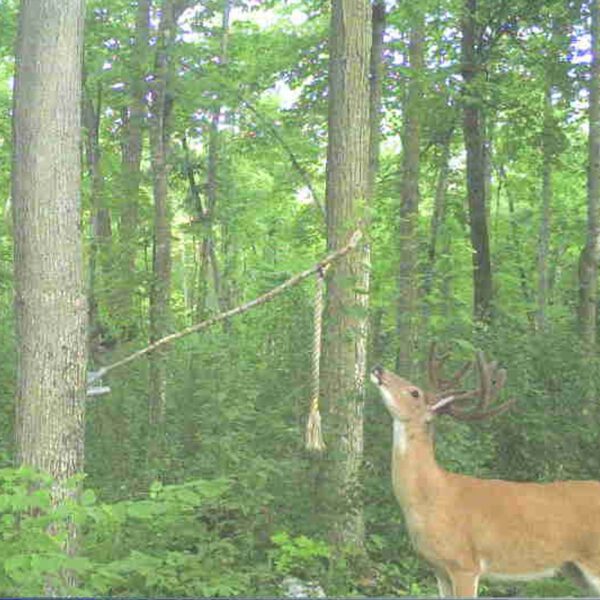 Golden Rope™ Scent Rope & Branch Holder Combo